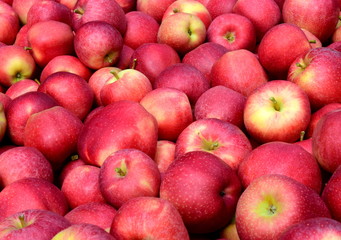 Viele rote reife Äpfel - Apfelernte - Erntezeit in Südtirol