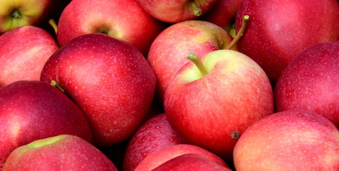 Hintergrund rote Äpfel nach der Apfelernte in Südtirol