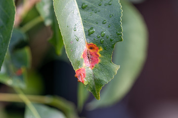 Close up of infected pear leaf with european pear rust 