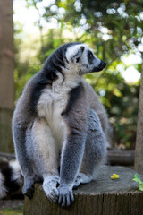 Fototapeta premium Close up Lemur monkey at the zoo, summer day. Cute extic animals.