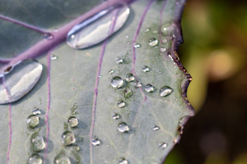 Close up of rain drops on the leaf of a cabbage plant