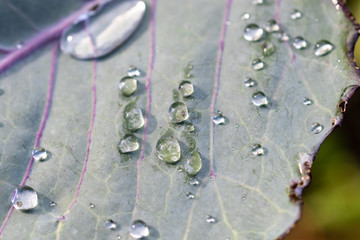 Close up of water drops on the surface of a leaf in the vegetable garden in the morning 
