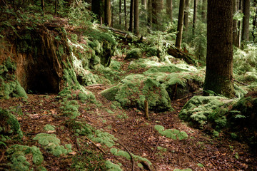 Moss in pine forest