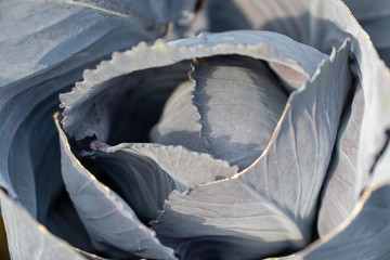 Top view on growing cabbage head in the vegetable garden in summer