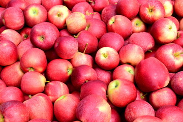 Apfel - rote Äpfel - Apfelernte - Hintergrund und Textur