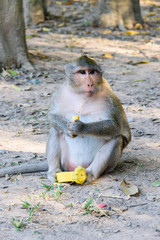 Macquaqe monkey eating a mango left behind by tourists, Siem Reap, Cambodia