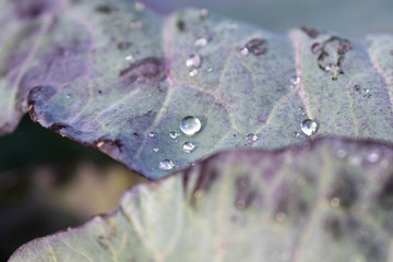 Top view on some dewdrops on the surface of a cabbage plant in the vegetable garden in morning