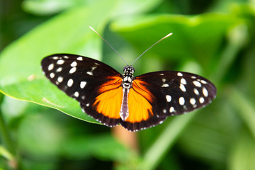 Close up orange butterfly on green leaf. Beautiful summer backgound.