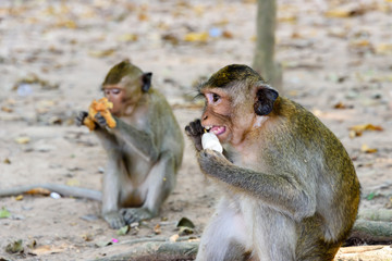 Naklejka premium Macquaqe monkey eats an ice-cream which it was given by a tourist, Siem Reap, Cambodia