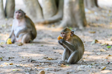 Obraz premium Young macquaqe monkey eating a mango left behind by tourists, Siem Reap, Cambodia