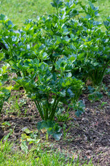 Young green celery plant growing in the vegetable garden in summer