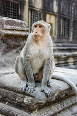 Naklejka premium Male macquaqe monkey on a wall at Angkor Wat, Siem Reap, Cambodia