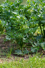 Close up of a row of young celerian plants growing in the vegetable garden in summer