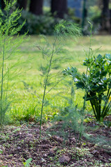 Fototapeta na wymiar Green young asparagus plant in the vegetable garden in the sun