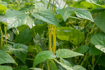 Pair of green beans hanging at the bean plant in the garden 