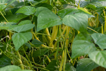 Several ripe beans hanging at the bean bush in the vegetable garden 