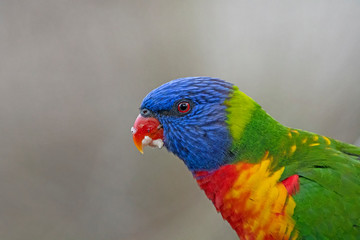 Rainbow Lorikeet close up