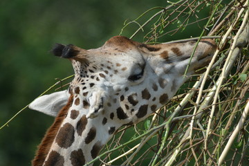 Giraffe