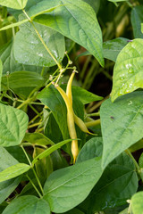 Close up of a pair of bush beans hanging at the bean plant in the garden in summer
