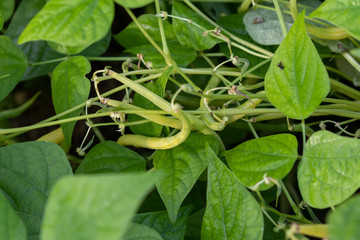 Green beans growing in the vegetable garden in summer at the bush