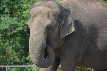 Fototapeta premium Elefant