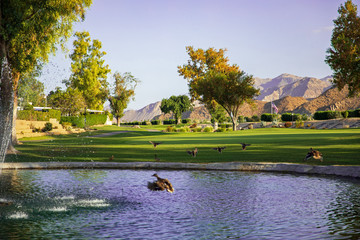 ducks flying on the golf course