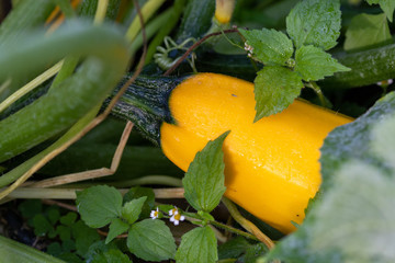 Close up of yellow courgette growing in the vegetable garden outdoor