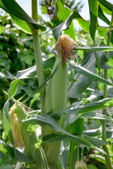 Corn in the field