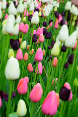 colorful spring tulips in the garden
