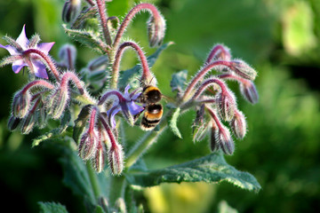 Bee on purple flower