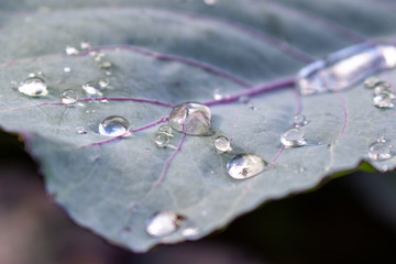 Close up of dewdrops on a purple leaf of a cabbage plant in the morning in garden 
