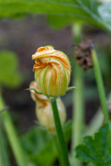 Close up of the blossom of a courgette plant 