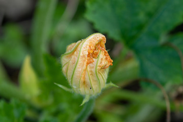 Orange blossom of courgette plant blooming in summer in germany in the vegetable garden