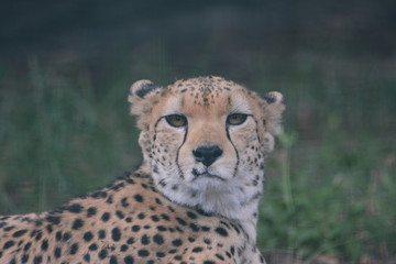 Gepard © Saskia