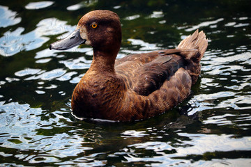 UK duck swimming in a river