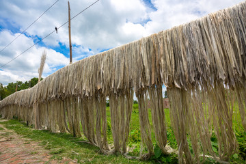 Bangladesh – August 06, 2019: Jute fiber are kept hang on for sun drying at Madhabdi, Narsingdi, Bangladesh.