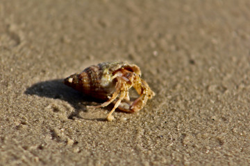 Hermit Crab