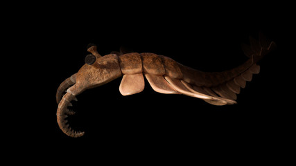 Anomalocaris, creature of the Cambrian explosion, isolated on black background