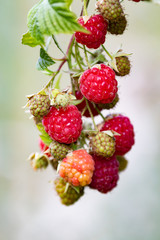 Red ripe raspberries hanging at the bush in the garden in summer
