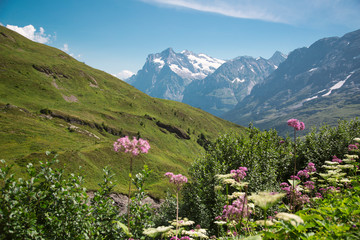 Fototapeta na wymiar View from Grindelwald to Eiger, Swiss Alps, Switzerland