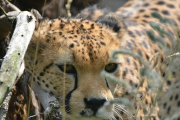 Gepard © Saskia