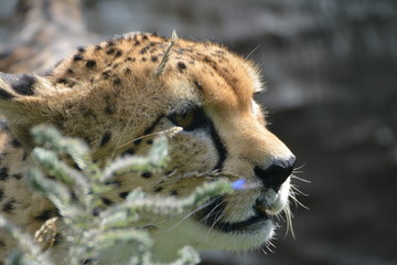Gepard © Saskia