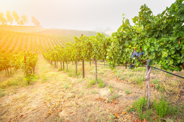 Fototapeta na wymiar Beautiful Wine Grape Vineyard In The Morning Sun