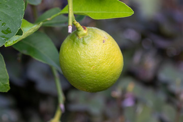 Unripe green lemon hanging at the lemon tree in the garden 