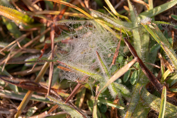 Dew Covering the spier web and Grass