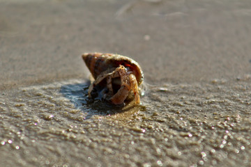 Hermit Crab