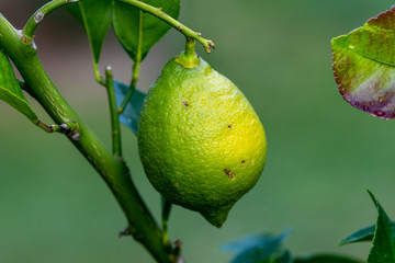 Green lemon hanging at the lemon tree in the garden 