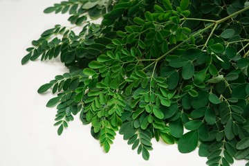 Fresh Moringa or Muringa leaves isolated on white, selective focus