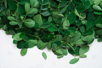 Fresh Moringa or Muringa leaves isolated on white, selective focus