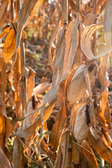 Corn Closeup